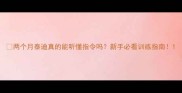 两个月泰迪真的能听懂指令吗新手必看训练指南