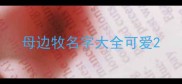母边牧名字大全可爱
