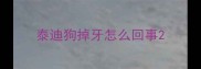 泰迪狗掉牙怎么回事