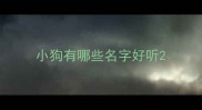 小狗有哪些名字好听