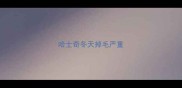 哈士奇冬天掉毛严重