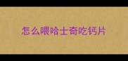 怎么喂哈士奇吃钙片