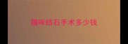 猫咪结石手术多少钱
