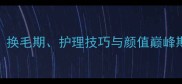 边境牧羊犬毛发全换毛期护理技巧与颜值巅峰期养边牧必看指南