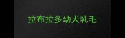 拉布拉多幼犬乳毛