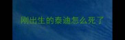 刚出生的泰迪怎么死了