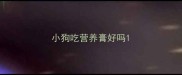 小狗吃营养膏好吗