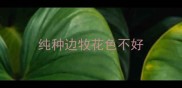 纯种边牧花色不好