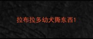 拉布拉多幼犬撕东西
