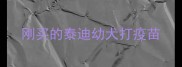 刚买的泰迪幼犬打疫苗