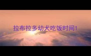 拉布拉多幼犬吃饭时间