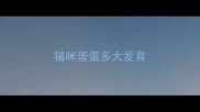 猫咪蛋蛋多大发育
