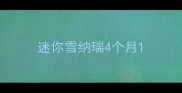 迷你雪纳瑞4个月