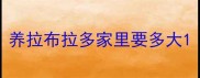 养拉布拉多家里要多大