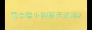 雪奈瑞小狗夏天洗澡