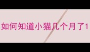 如何知道小猫几个月了