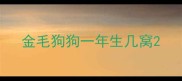 金毛狗狗一年生几窝