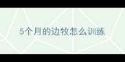 5个月的边牧怎么训练