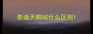 泰迪天鹅绒什么区别