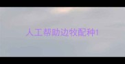 人工帮助边牧配种