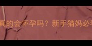 哺乳期母猫真的会怀孕吗新手猫妈必看孕育全