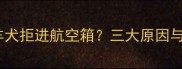 成年边境牧羊犬拒进航空箱三大原因与训练攻略全