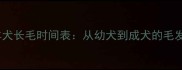 边境牧羊犬长毛时间表从幼犬到成犬的毛发变化全