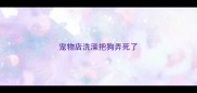 宠物店洗澡把狗弄死了