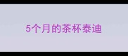 5个月的茶杯泰迪