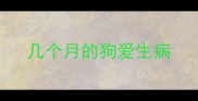 几个月的狗爱生病