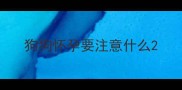 狗狗怀孕要注意什么