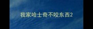 我家哈士奇不咬东西