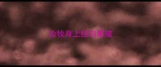 边牧身上挂白繁殖
