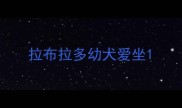 拉布拉多幼犬爱坐