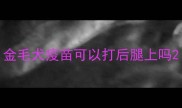 金毛犬疫苗可以打后腿上吗