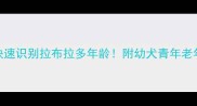 5大特征教你快速识别拉布拉多年龄附幼犬青年老年期养护指南