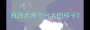 西施犬两个月大的样子