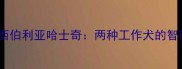 阿拉斯加雪橇犬VS西伯利亚哈士奇两种工作犬的智商差异与饲养指南