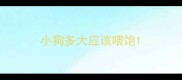 小狗多大应该喂饱