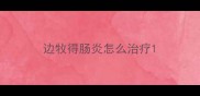 边牧得肠炎怎么治疗