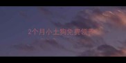 2个月小土狗免费领养