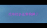 拉布拉多正常狗鼻子