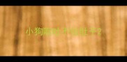 小狗呕吐不拉肚子