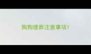 狗狗埋葬注意事项