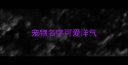 宠物名字可爱洋气
