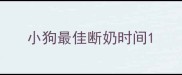 小狗最佳断奶时间
