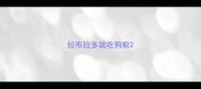 拉布拉多就吃狗粮