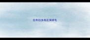 拉布拉多有皮屑掉毛