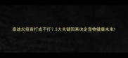 泰迪犬疫苗打或不打5大关键因素决定宠物健康未来