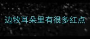 边牧耳朵里有很多红点